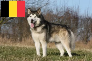 Lees meer over het artikel Alaska Malamute fokkers en pups in België