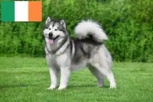 Lees meer over het artikel Alaska Malamute fokkers en pups in Ierland