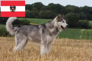 Lees meer over het artikel Alaska Malamute fokkers en pups in Oostenrijk