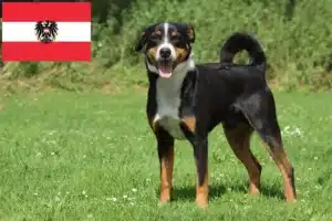 Lees meer over het artikel Appenzell Sennenhondenfokkers en Puppies in Oostenrijk