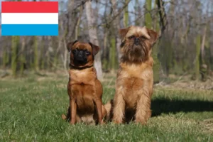 Lees meer over het artikel Belgische dwerg Griffon fokker en pups in Luxemburg