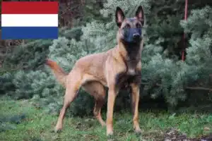 Lees meer over het artikel Belgische Herder fokkers en pups in Nederland