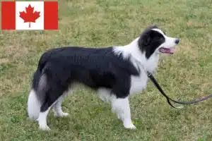 Lees meer over het artikel Border Collie fokkers en pups in Canada