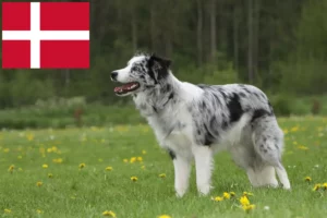 Lees meer over het artikel Border Collie fokkers en pups in Denemarken