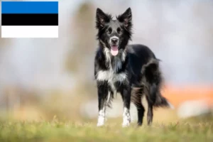 Lees meer over het artikel Border Collie fokkers en pups in Estland