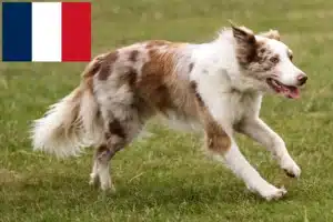 Lees meer over het artikel Border Collie fokkers en pups in Frankrijk