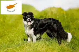 Lees meer over het artikel Border Collie fokkers en pups in Cyprus