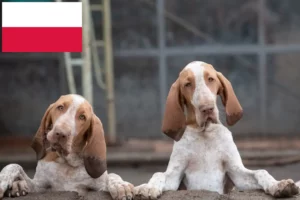 Lees meer over het artikel Bracco Italiano fokkers en pups in Polen