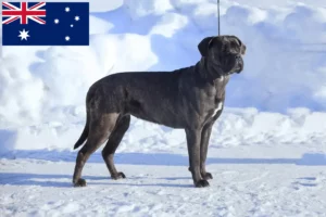 Lees meer over het artikel Cane Corso Italiano fokkers en pups in Australië