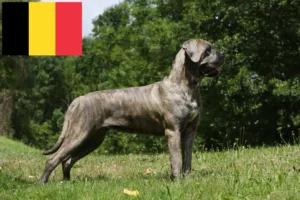 Lees meer over het artikel Cane Corso Italiano fokkers en pups in België