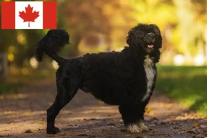 Lees meer over het artikel Cão de Agua português fokkers en puppies in Canada