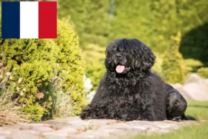 Lees meer over het artikel Cão de Agua português fokkers en puppies in Frankrijk