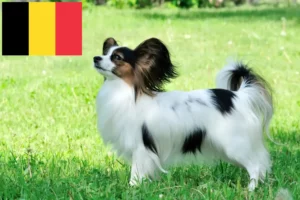 Lees meer over het artikel Continentale Dwergspaniël fokker en puppies in België