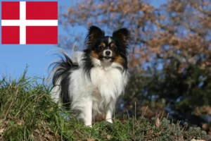 Lees meer over het artikel Continentale Dwergspaniël Fokker en Puppies in Denemarken