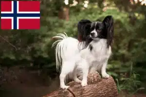 Lees meer over het artikel Continentale Dwergspaniël Fokker en Puppies in Noorwegen