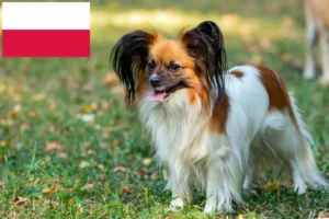 Lees meer over het artikel Continentale Dwergspaniël Fokker en Puppies in Polen