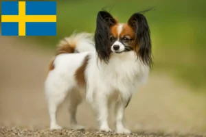 Lees meer over het artikel Continentale Dwergspaniël Fokker en Puppies in Zweden