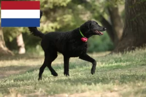 Lees meer over het artikel Curly Coated Retriever fokkers en pups in Nederland