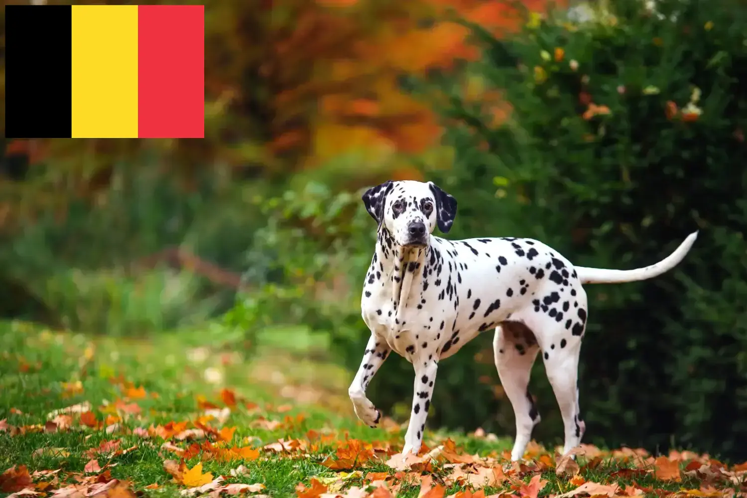 Lees meer over het artikel Dalmatiër fokkers en puppy’s in België