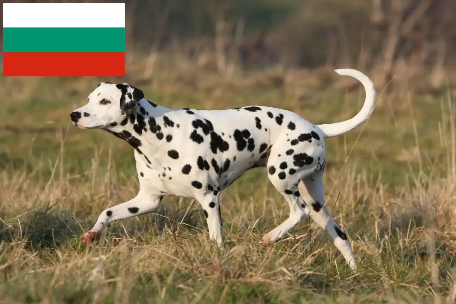 Lees meer over het artikel Dalmatiër fokkers en puppy’s in Bulgarije