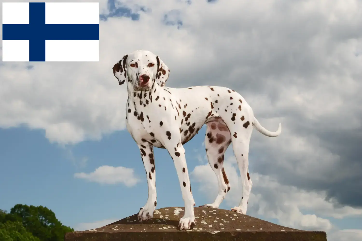 Lees meer over het artikel Dalmatiër fokkers en puppy’s in Finland