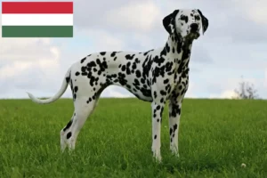 Lees meer over het artikel Dalmatiër fokkers en puppy’s in Hongarije