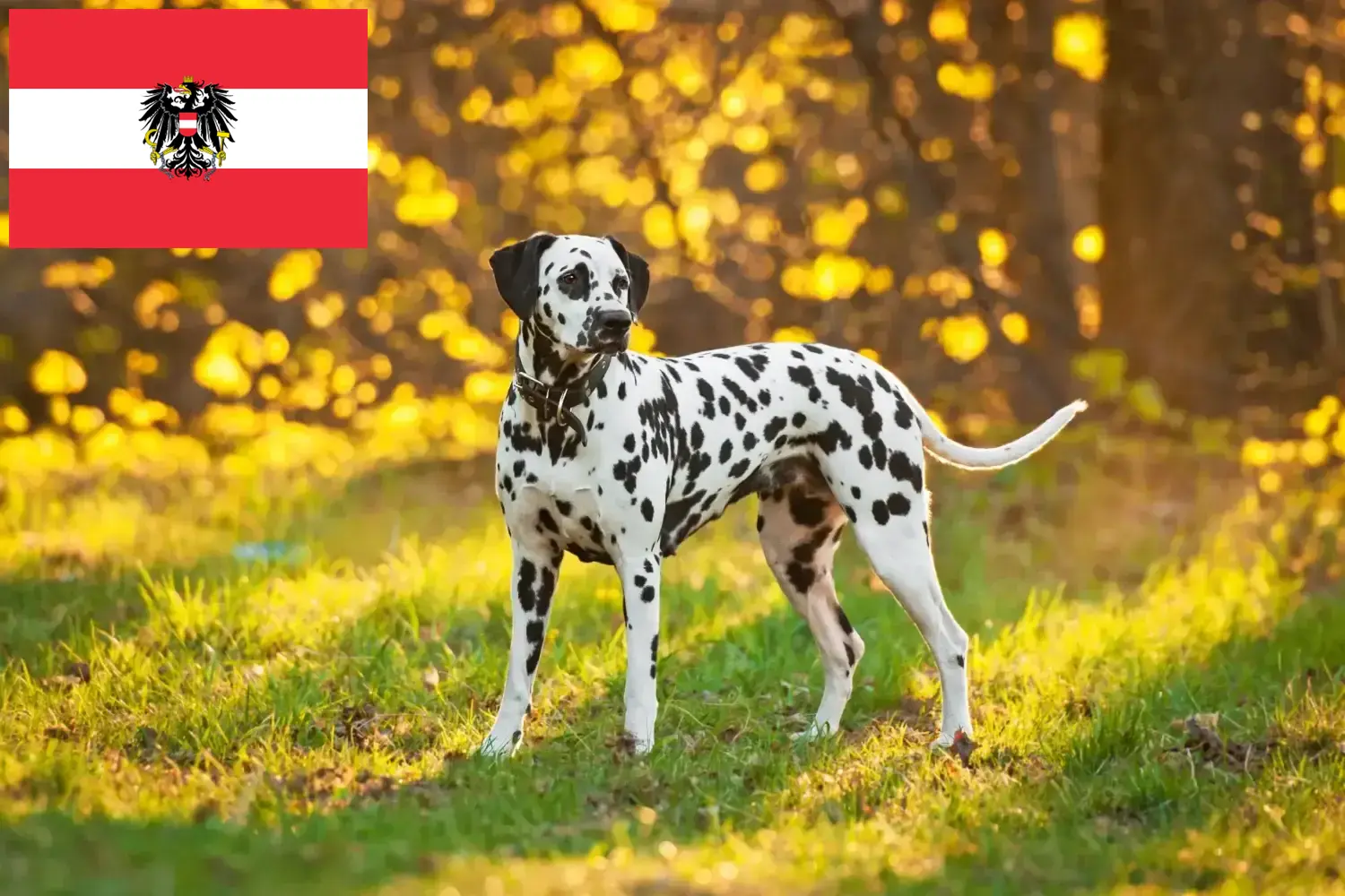 Lees meer over het artikel Dalmatiër fokkers en pups in Oostenrijk