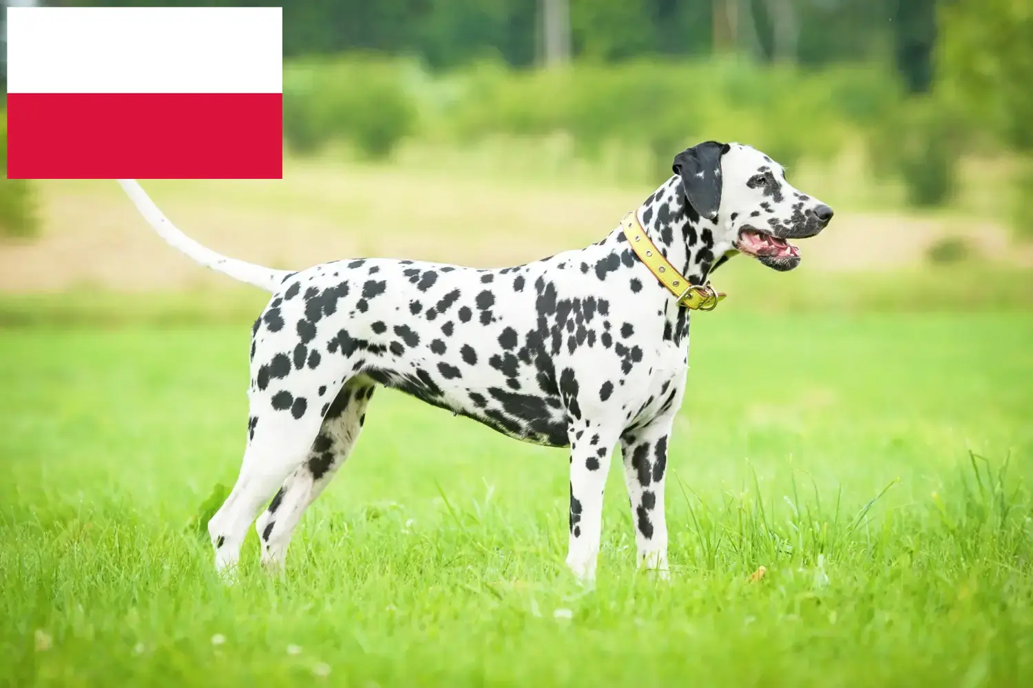 Lees meer over het artikel Dalmatiër fokkers en puppy’s in Polen