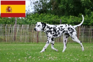 Lees meer over het artikel Dalmatiër fokkers en puppy’s in Spanje