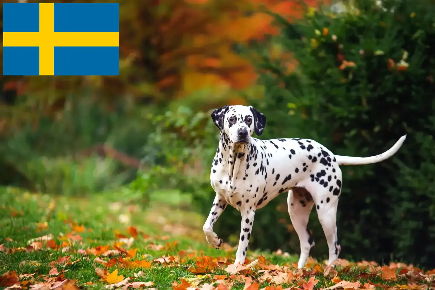 Lees meer over het artikel Dalmatiër fokkers en puppy’s in Zweden