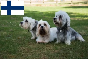 Lees meer over het artikel Dandie Dinmont Terrier fokkers en pups in Finland