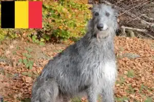 Lees meer over het artikel Deerhound fokkers en puppies in België