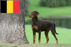 Lees meer over het artikel Dobermann fokkers en puppies in België