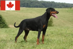 Lees meer over het artikel Dobermann fokkers en puppies in Canada