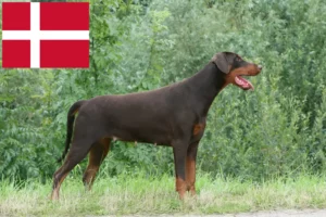 Lees meer over het artikel Dobermann fokkers en pups in Denemarken