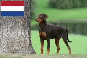 Lees meer over het artikel Dobermann fokkers en puppies in Nederland