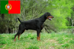 Lees meer over het artikel Dobermann fokkers en puppies in Portugal