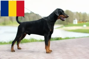 Lees meer over het artikel Dobermann fokkers en puppies in Roemenië