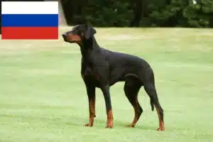 Lees meer over het artikel Dobermann fokkers en puppies in Rusland