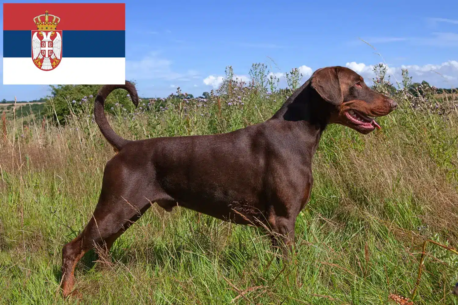 Lees meer over het artikel Dobermann fokkers en puppies in Servië