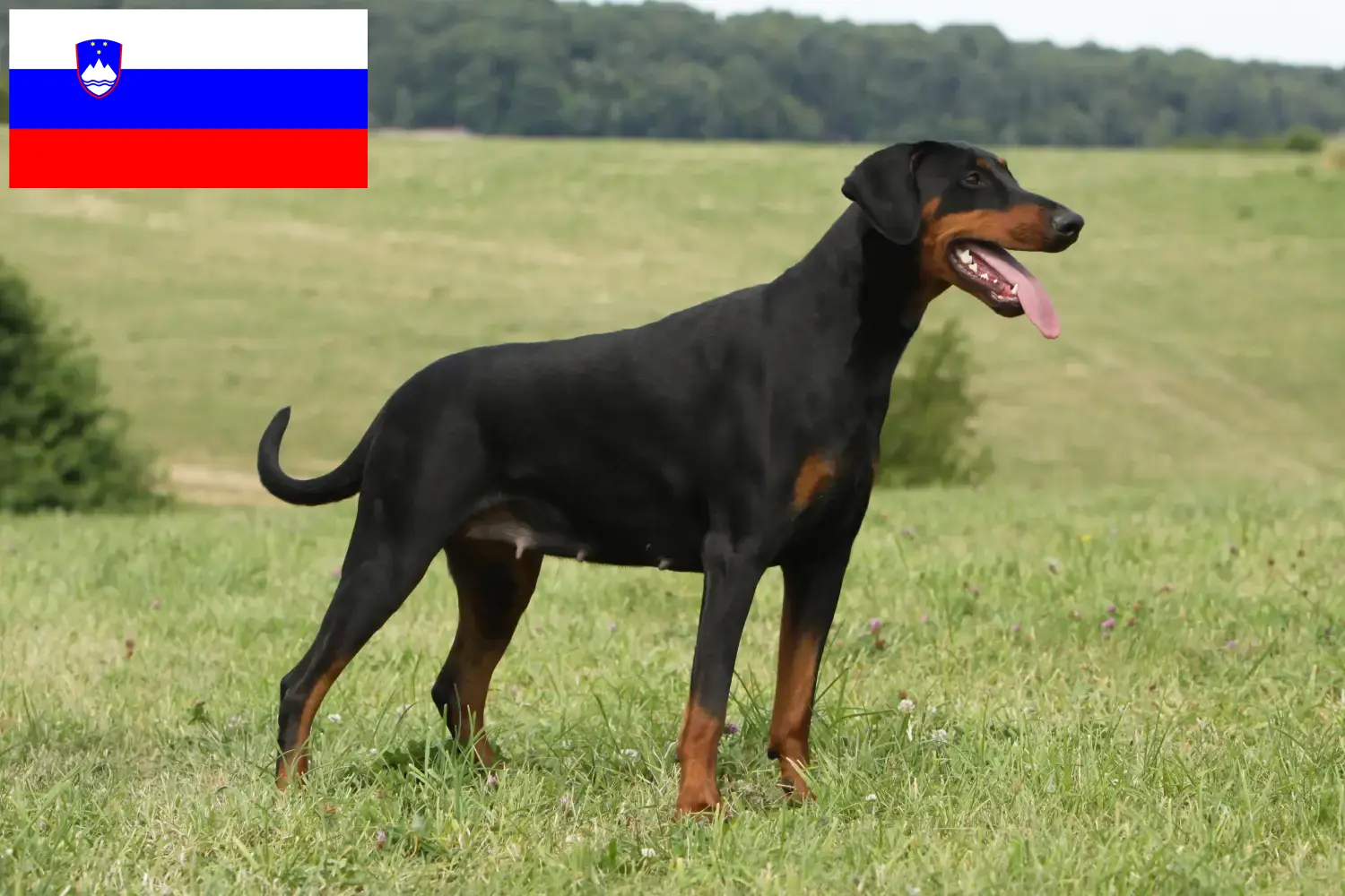 Lees meer over het artikel Dobermann fokkers en puppies in Slovenië