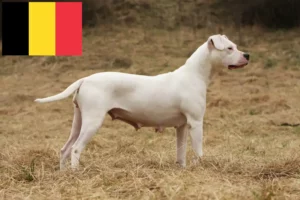 Lees meer over het artikel Dogo Argentino fokkers en pups in België