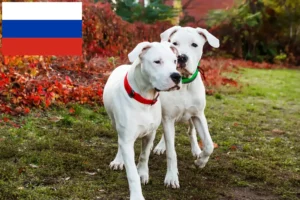 Lees meer over het artikel Dogo Argentino fokkers en puppy’s in Rusland