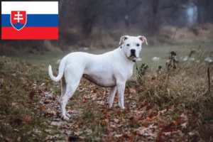 Lees meer over het artikel Dogo Argentino fokkers en pups in Slowakije