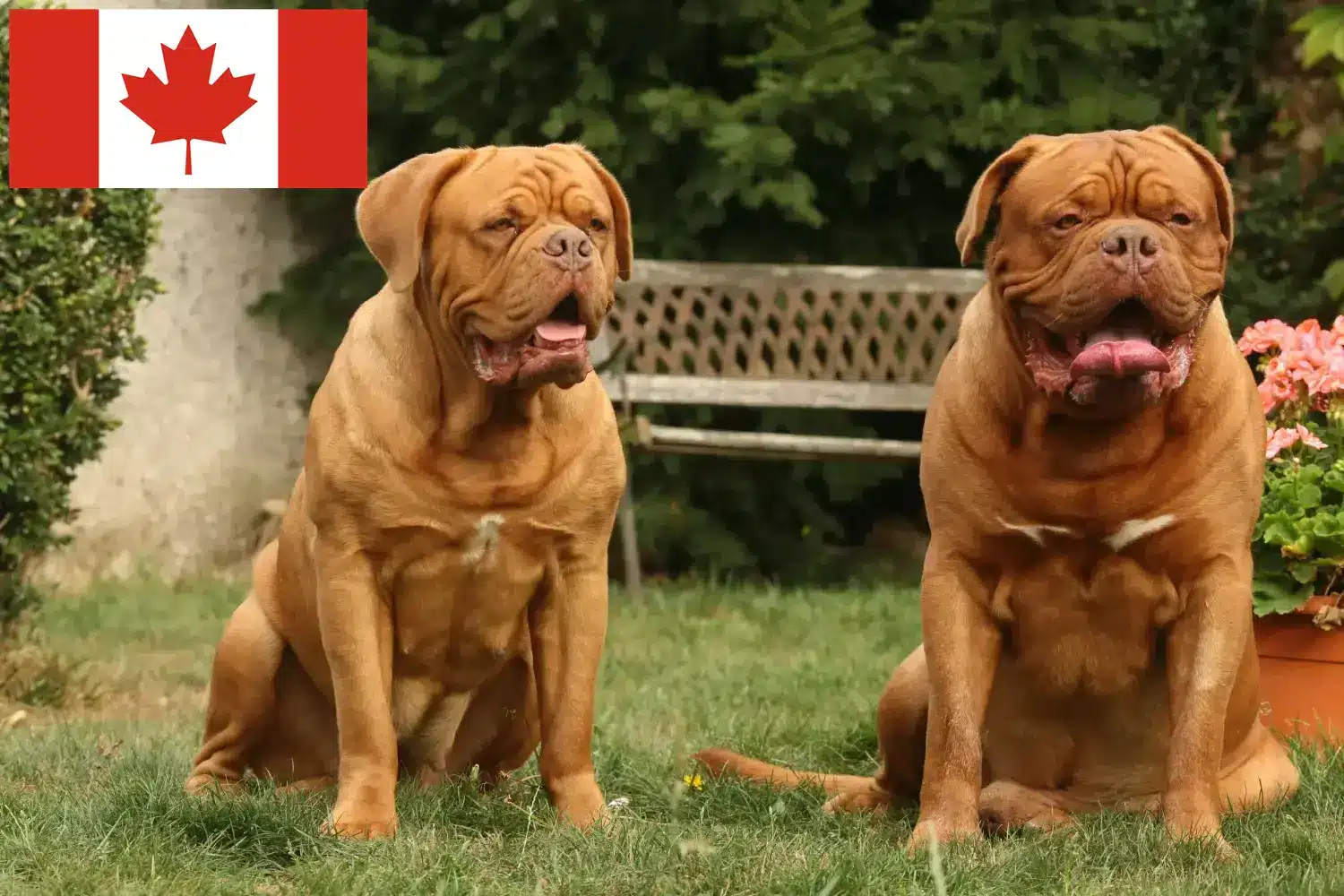 Lees meer over het artikel Dogue de Bordeaux fokkers en pups in Canada