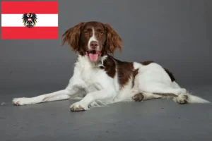 Lees meer over het artikel Drentse Patrijshond fokkers en pups in Oostenrijk