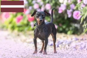 Lees meer over het artikel Dwergpinscher fokkers en pups in Letland