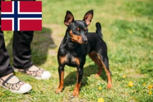 Lees meer over het artikel Dwergpinscher fokkers en pups in Noorwegen