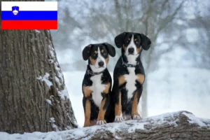 Lees meer over het artikel Entlebuch Sennenhondenfokker en Puppies in Slovenië