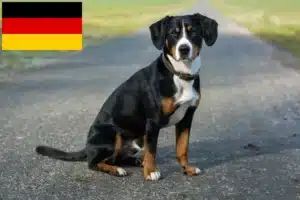 Lees meer over het artikel Entlebucher Sennenhondenfokker en Puppies in Duitsland